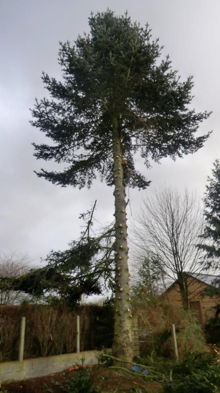 LEPRETRE JEAN CHARLES Abbatage Dun Arbre Par Démontage 2