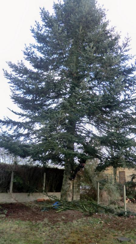 LEPRETRE JEAN CHARLES Abbatage Dun Arbre Par Démontage