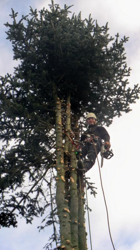 LEPRETRE JEAN CHARLES Abbatage Dun Arbre Par Démontage3