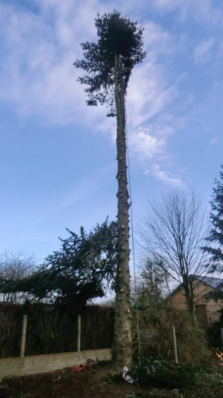 LEPRETRE JEAN CHARLES Abbatage Dun Arbre Par Démontage5