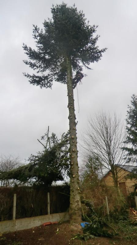 LEPRETRE JEAN CHARLES Abbatage Dun Arbre Par Démontage6