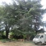 LEPRETRE JEAN CHARLES Démontage Dun Cèdre Et Dun Chêne