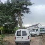 LEPRETRE JEAN CHARLES Démontage Dun Cèdre Et Dun Chêne2