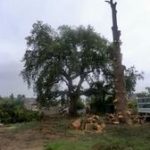 LEPRETRE JEAN CHARLES Démontage Dun Cèdre Et Dun Chêne3