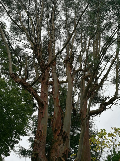 LEPRETRE JEAN CHARLES Bois Lepretre Réalisation 10